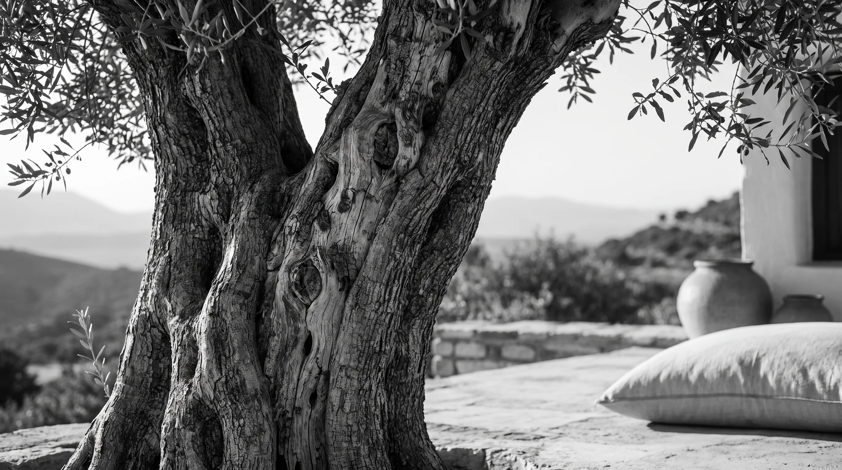 Olive tree lifestyle campaign